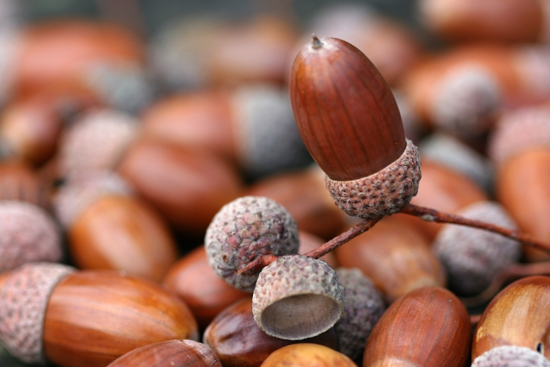 One acorn amongst many, Vessy Switzerland.jpg - One acorn amongst many